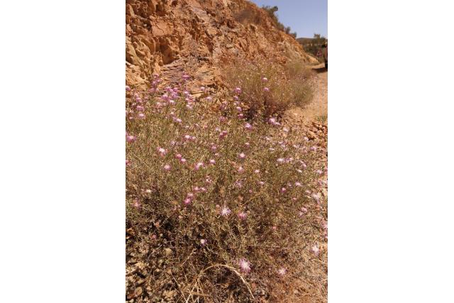 Villiers Erepsia Villiers Erepsia