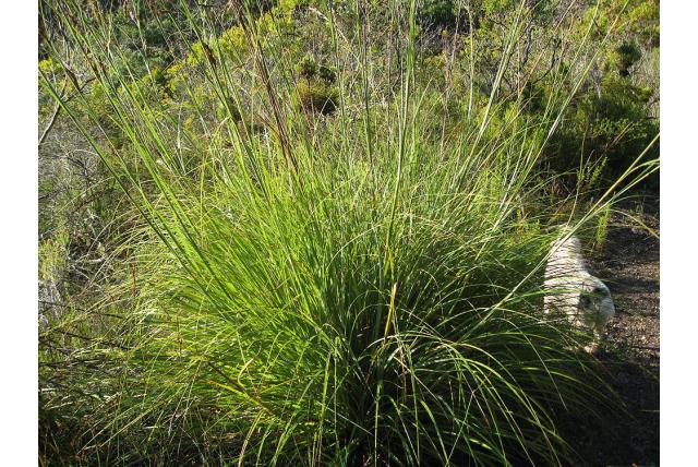 Robuste tetraria