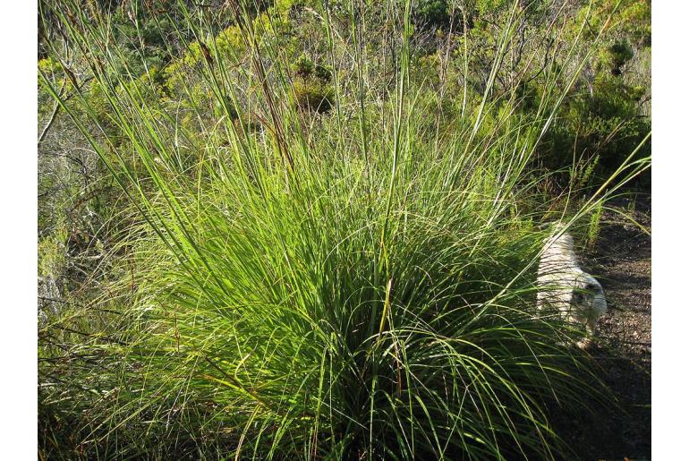 Tetraria robusta -10878