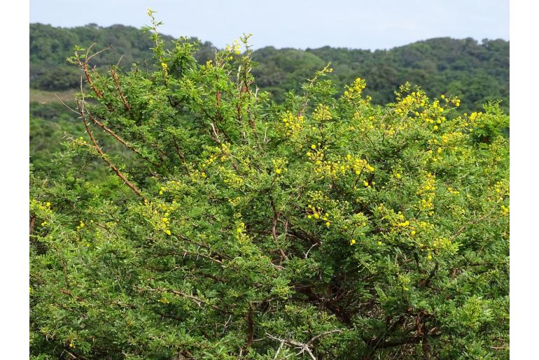 Vachellia kosiensis -10879