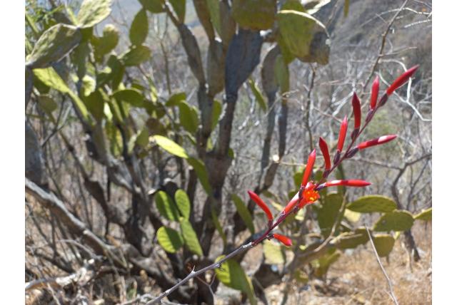 Leonila's boom ocotillo