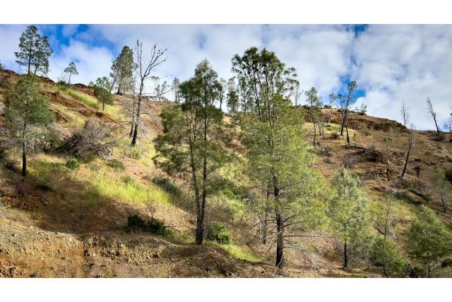 Californische witte den