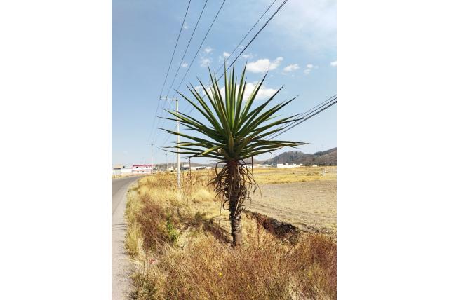McDougall's false agave