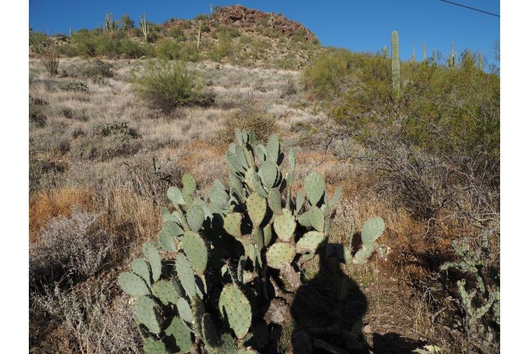 Opuntia engelmannii -10900