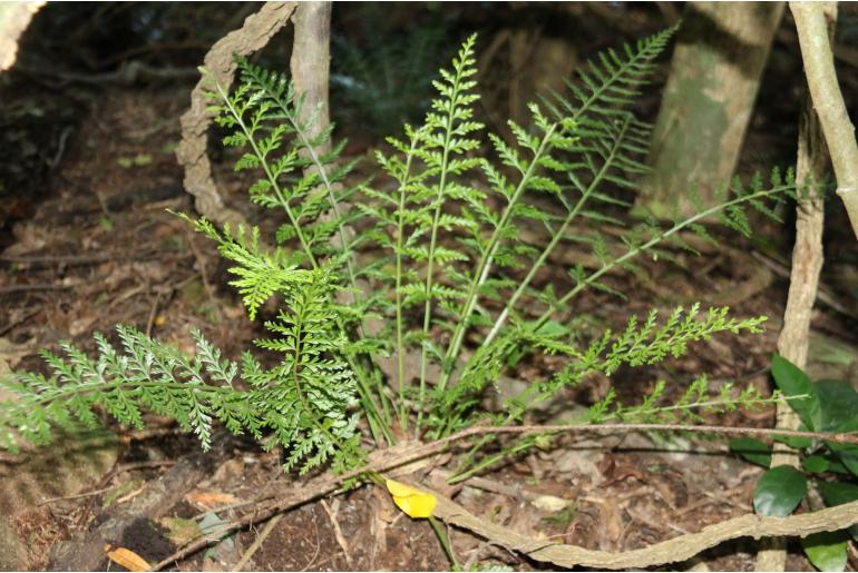 Asplenium rutifolium 10903