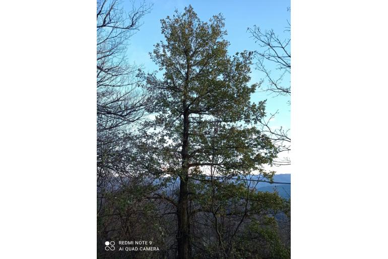 Quercus x hispanica&nbsp;10903