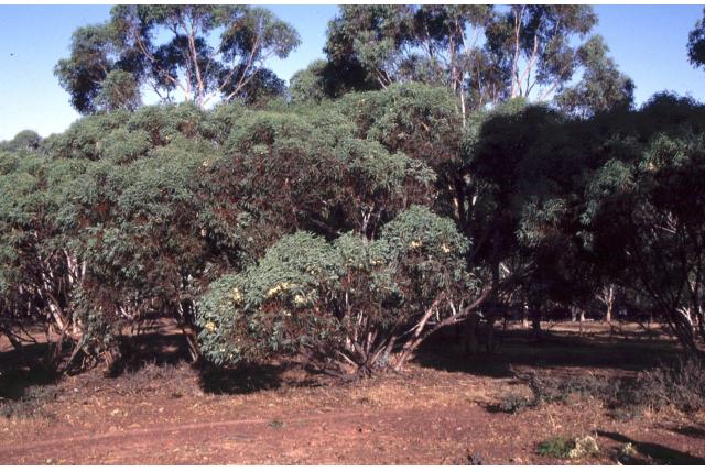 Dongara Eucalyptus Dongara Eucalyptus