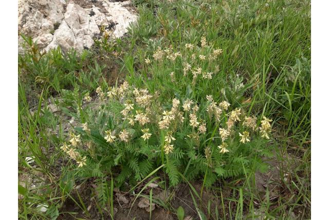 Behaarde oxytropis