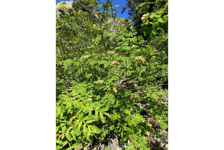 Sorbus sitchensis -10909