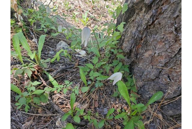Rots clematis