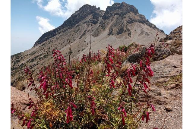 Kunth's penstemon