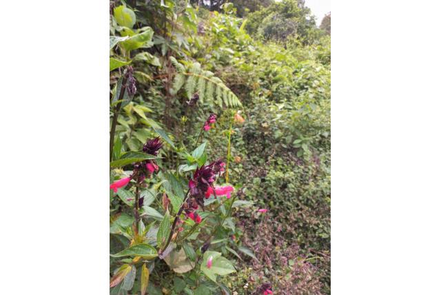 Boliviaanse salie