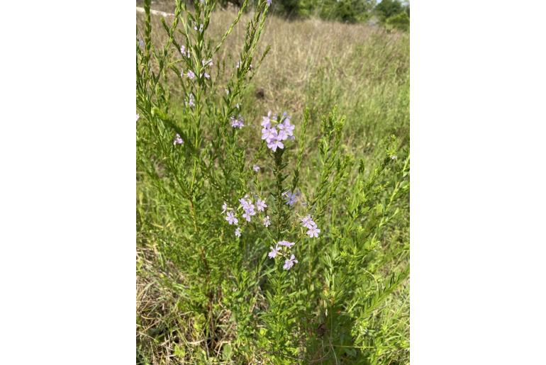 Lythrum alatum -10934