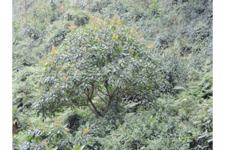 Solanecio mannii 10936