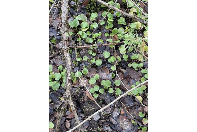 Pyrola rotundifolia 10937