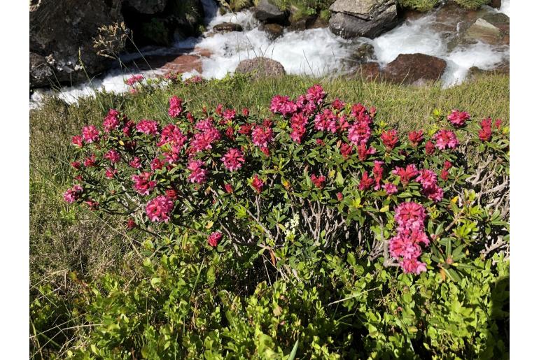 Rhododendron ferrugineum 10939