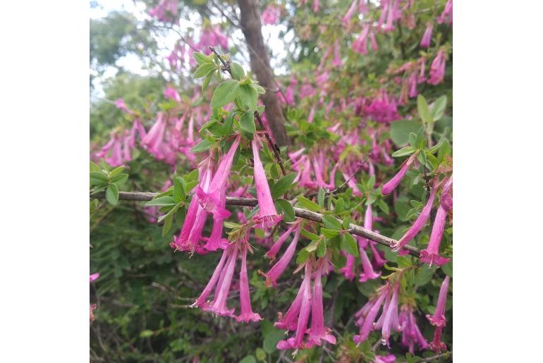Vesalea floribunda -10947