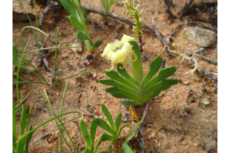 Ferraria brevifolia&nbsp;10950
