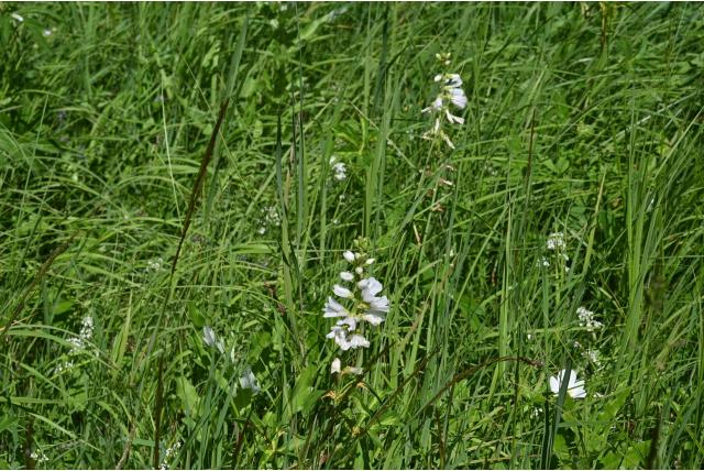 Witte Griekse malva