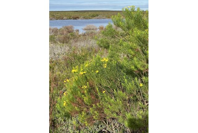 Lineaire euryops