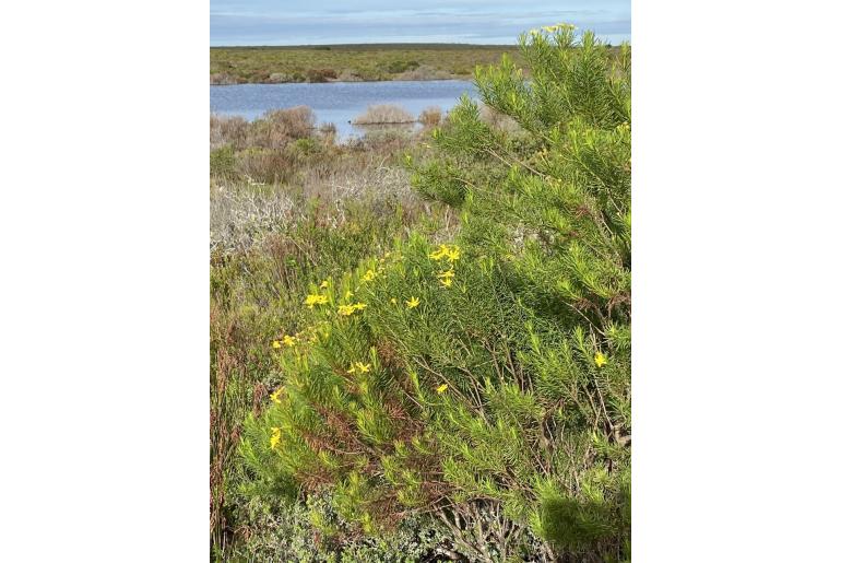 Euryops linearis -10966