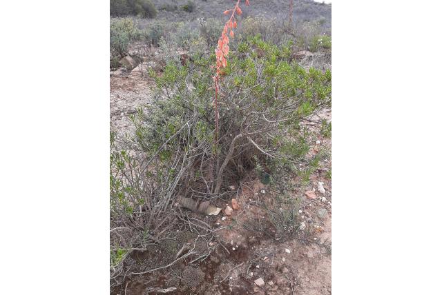 Kortbladige gasteria