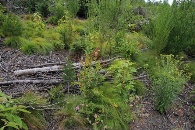 Bleke melaleuca