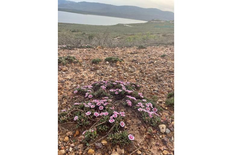 Acrodon parvifolius -10976