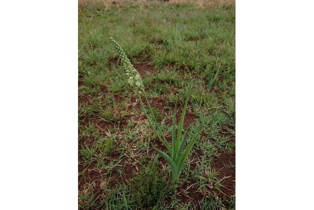 Groene albuca