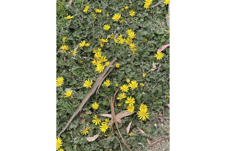 Arctotheca prostrata -10983