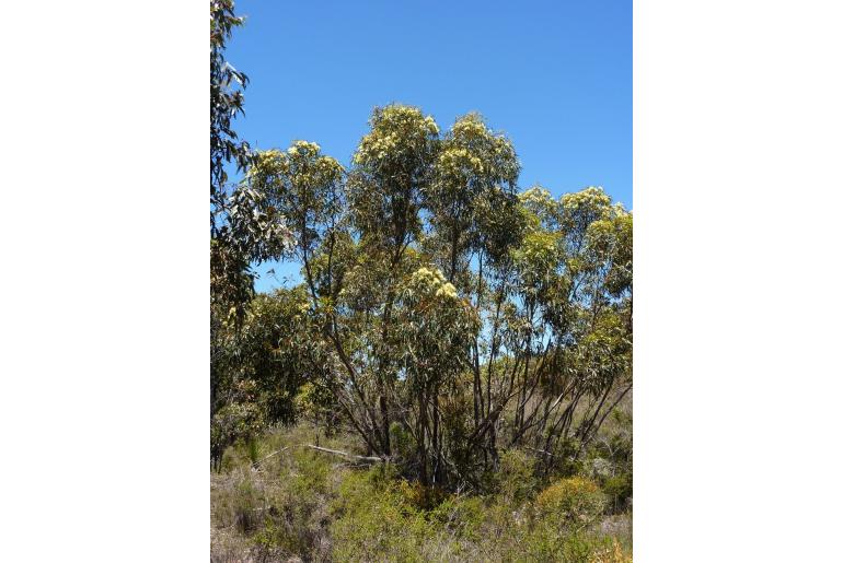 Eucalyptus macrandra 10987