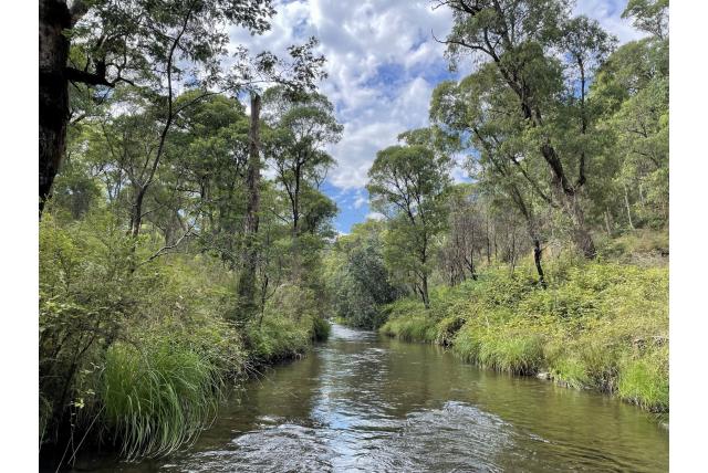 Omeo Eucalyptus Omeo Eucalyptus