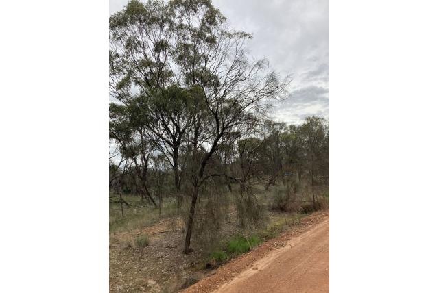 Struikachtige casuarina