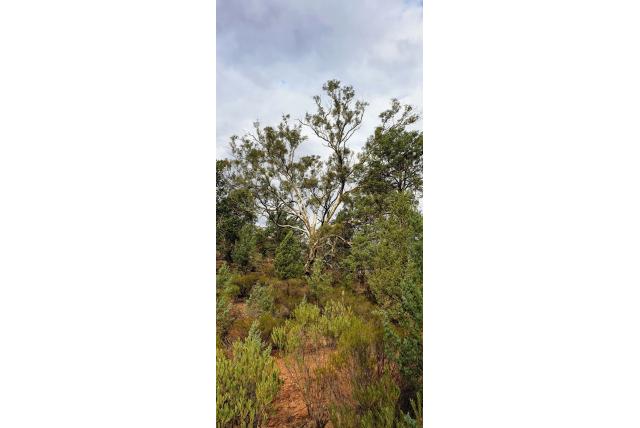 Kruisdraad Eucalyptus Kruisdraad Eucalyptus