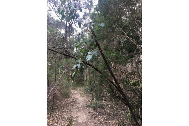 Cabbage Eucalyptus