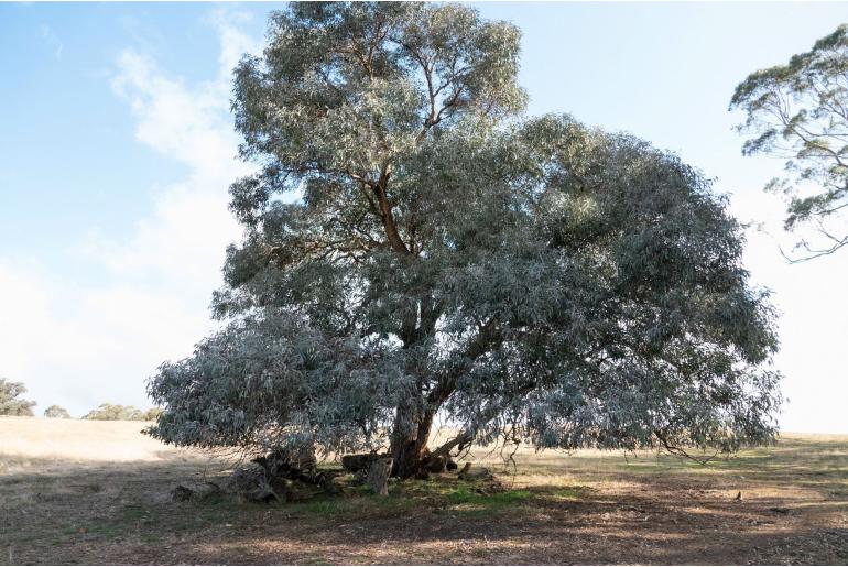 Eucalyptus nortonii 11002