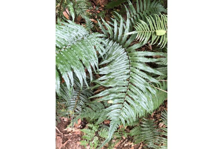 Dryopteris namegatae&nbsp;11011