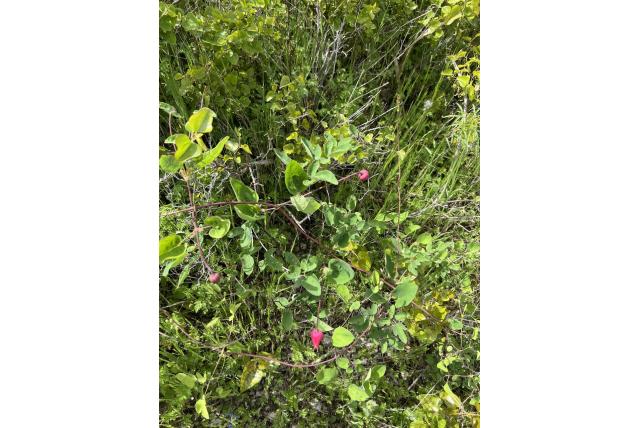 Rode clematis