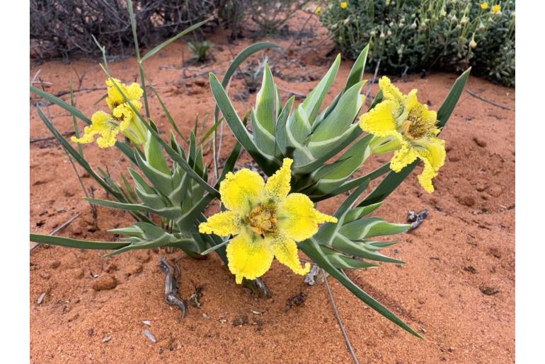Ferraria flava&nbsp;11016