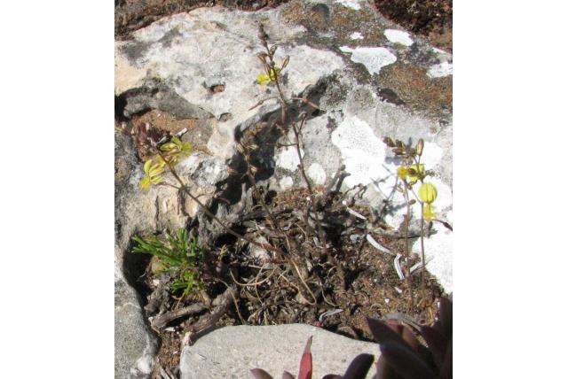 Foley's bulbine