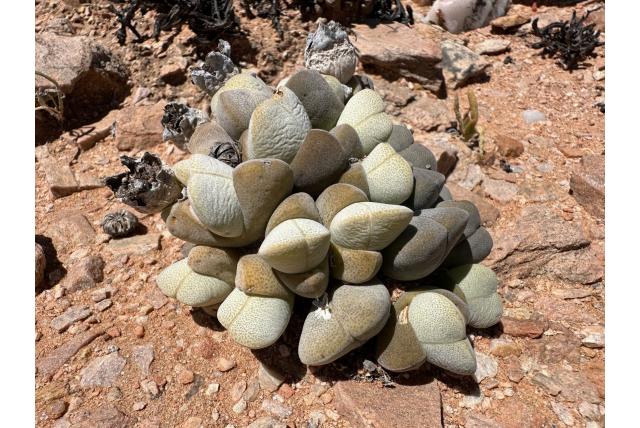 Geclusterde cheiridopsis