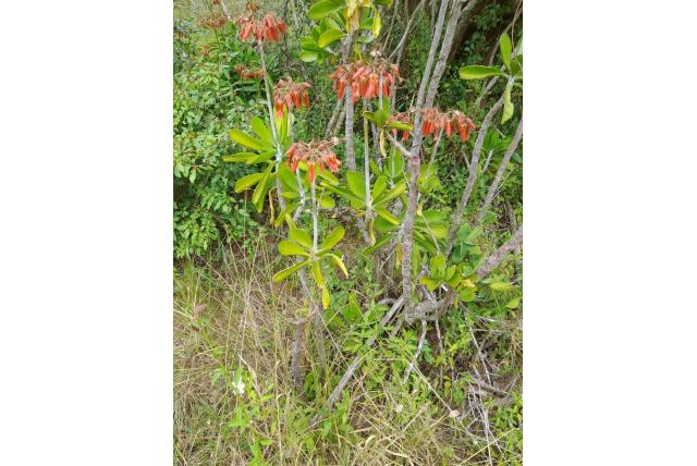 Bosveld cotyledon