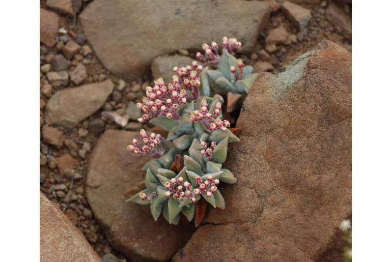 Crassula deltoidea 11039