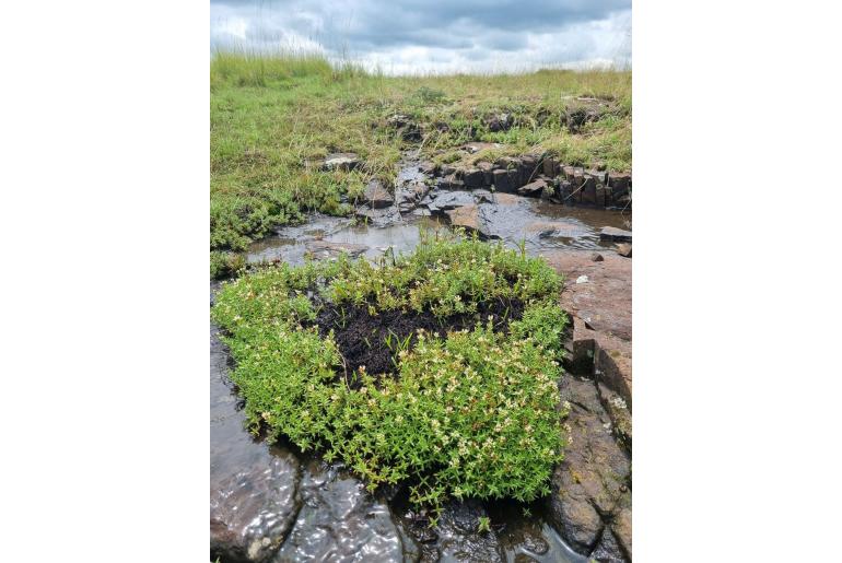 Crassula dependens 11040