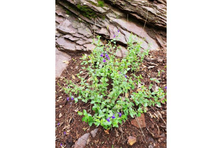 Salvia lycioides -11041