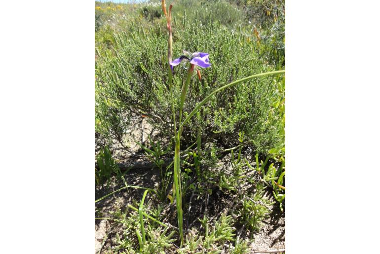 Moraea loubseri -11044