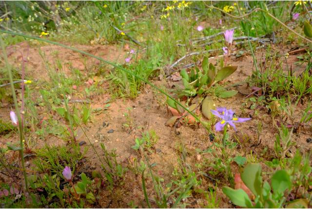 Grootfruit Moraea