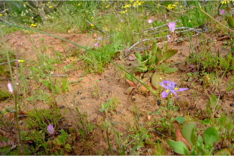 Moraea macrocarpa -11045