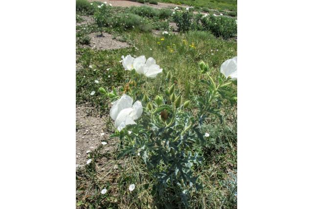 Ruwe stekelpapaver