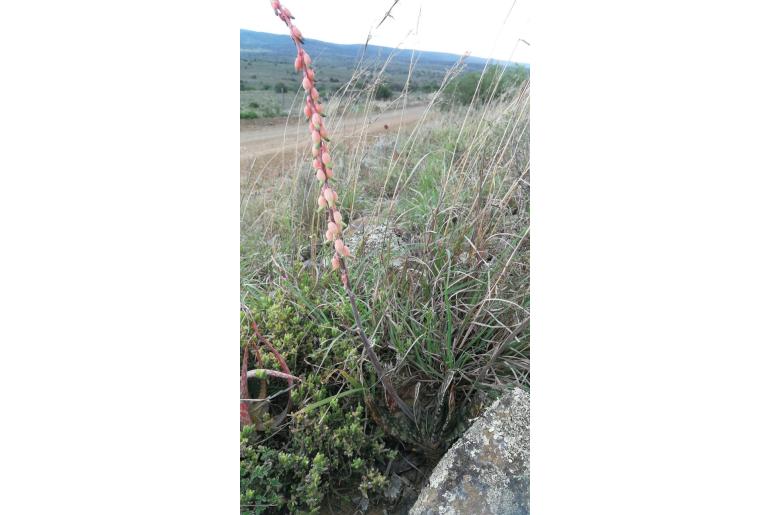 Gasteria obliqua -11053